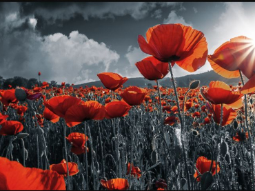 Remembrance Sunday 